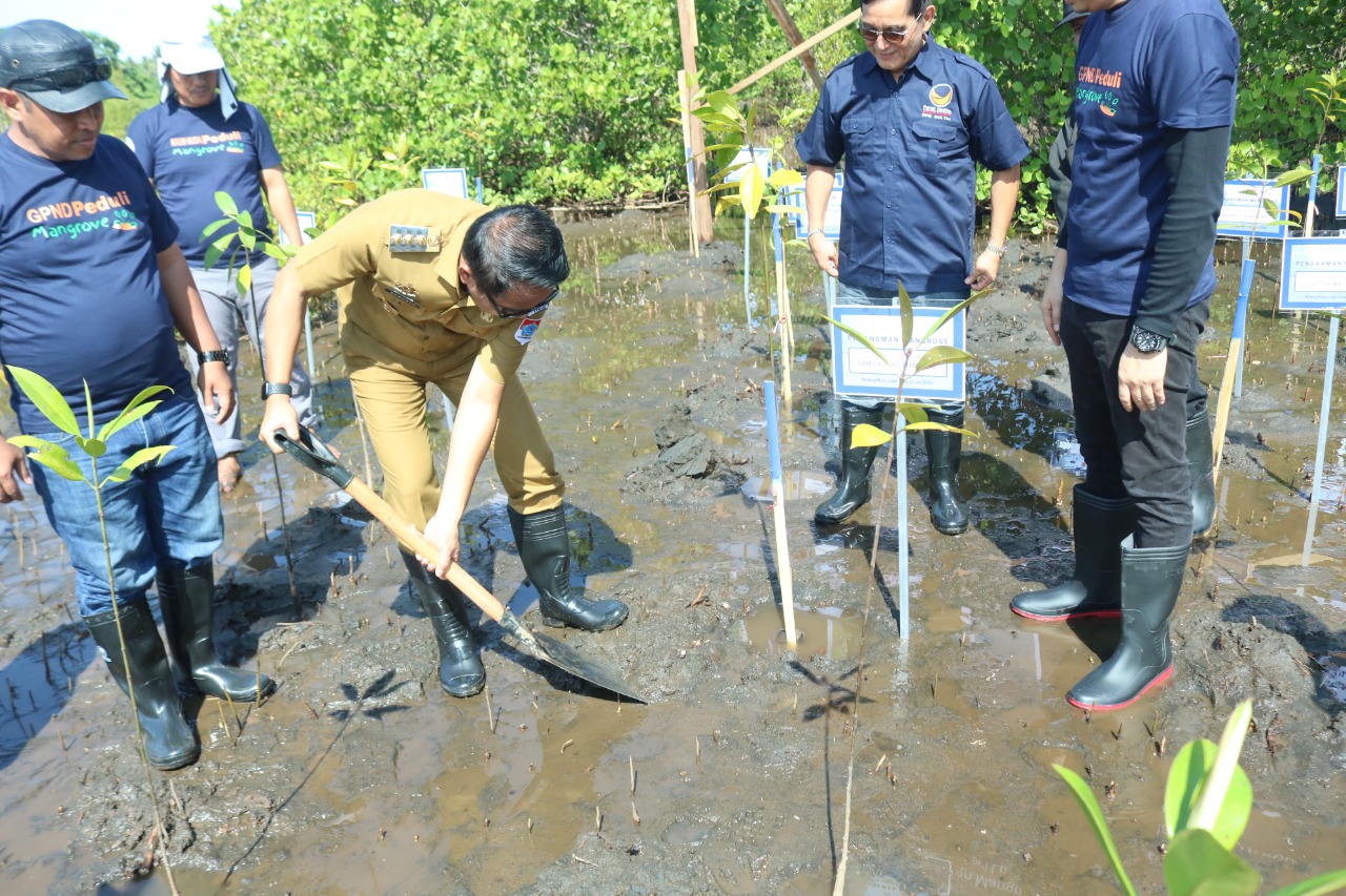 Bupati saat menanam bibit mangrove.