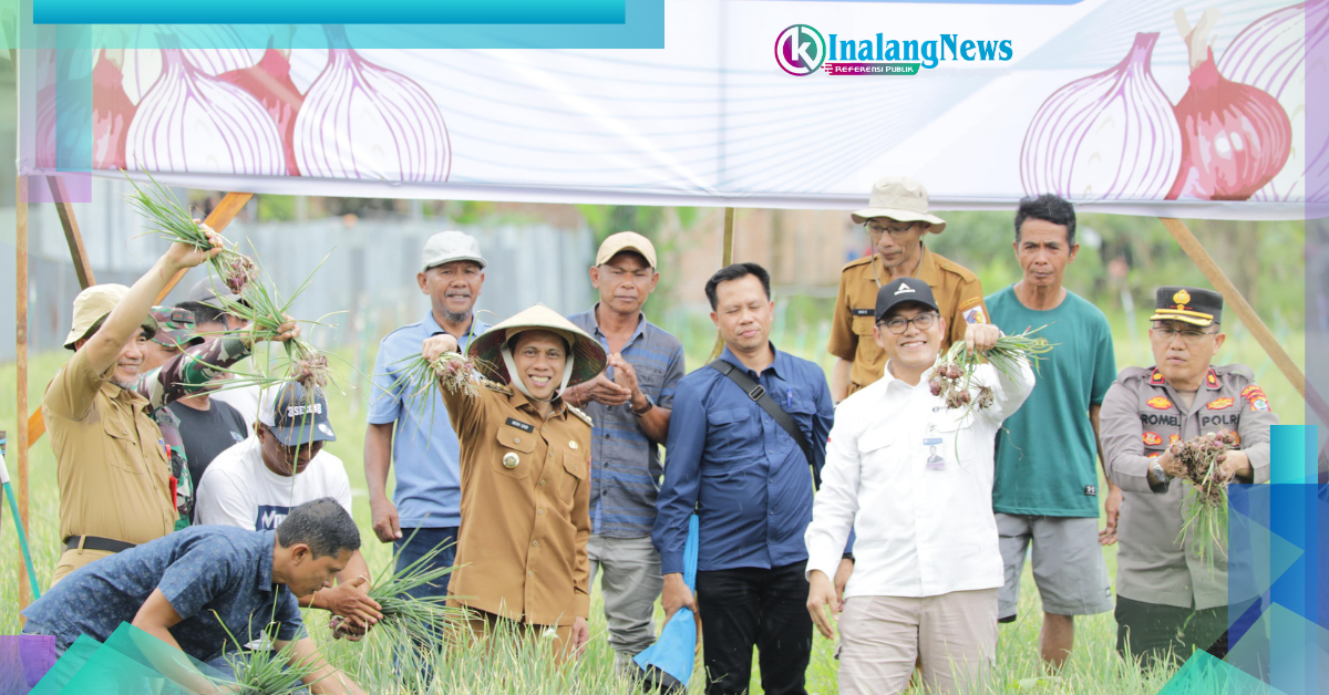 panen raya walikota bersama kelompok tani berkah binaan bank indonesia.