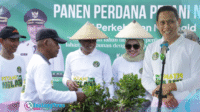 WalikotaPanen Walikota dr. Wen Gaib SpM, berpartisipasi berasma petani nilam desa bungko melakukan panen perdanan.