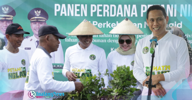 Walikota dr. Wen Gaib SpM, berpartisipasi berasma petani nilam desa bungko melakukan panen perdanan.