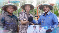 Pemimpin Ideal Bupati Iskandar Kamaru dan Wakil Bupati Deddy Abdul Hamid bersama Gubernur YSK saat melakukan panen raya bersama petani sawah serta memberikan bantuan alat pertanian.