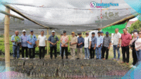 Peninjauan Bibit Kakao Peninjauan Bibit Kakao Walikota Weny dan Bupati Halmahera Timur